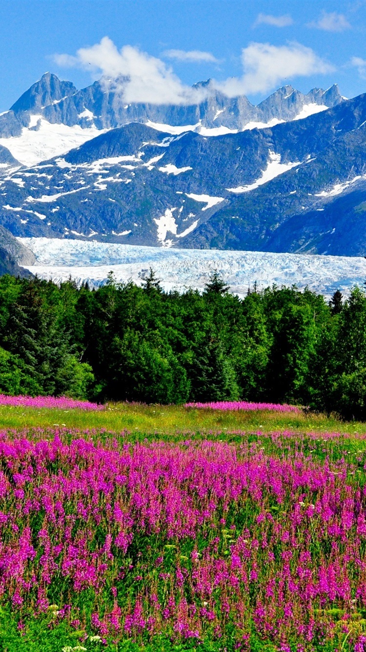 USA, Alaska, mountains, snow, flowers