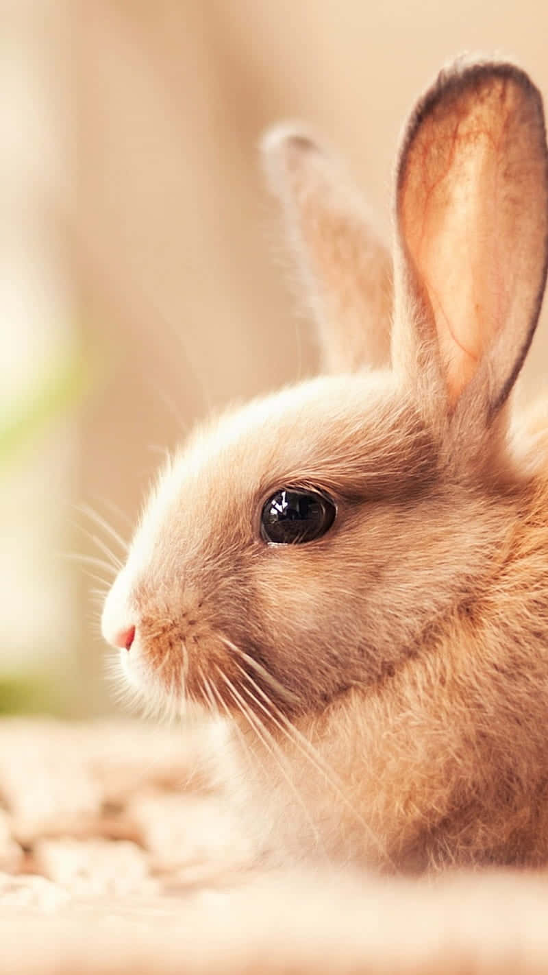 Cute Bunny iPhone Wallpaper