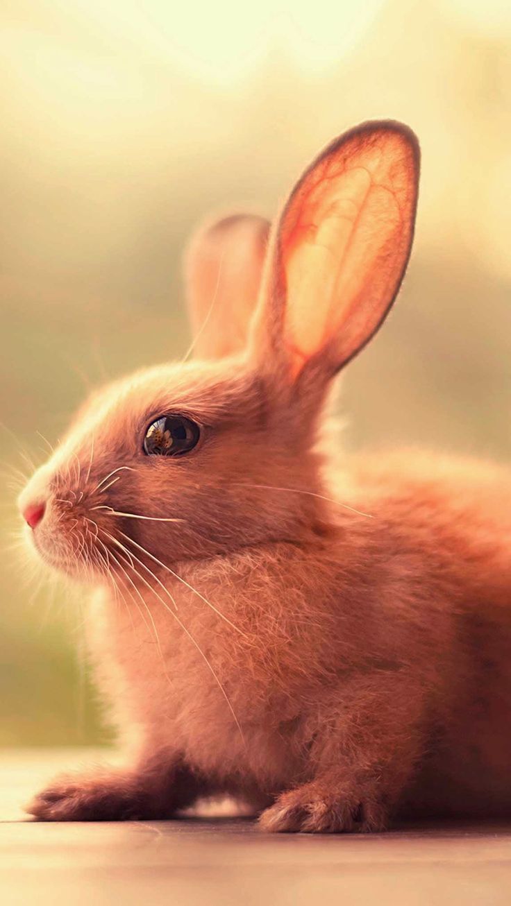 Bunny wallpaper, Cute bunny, Animals