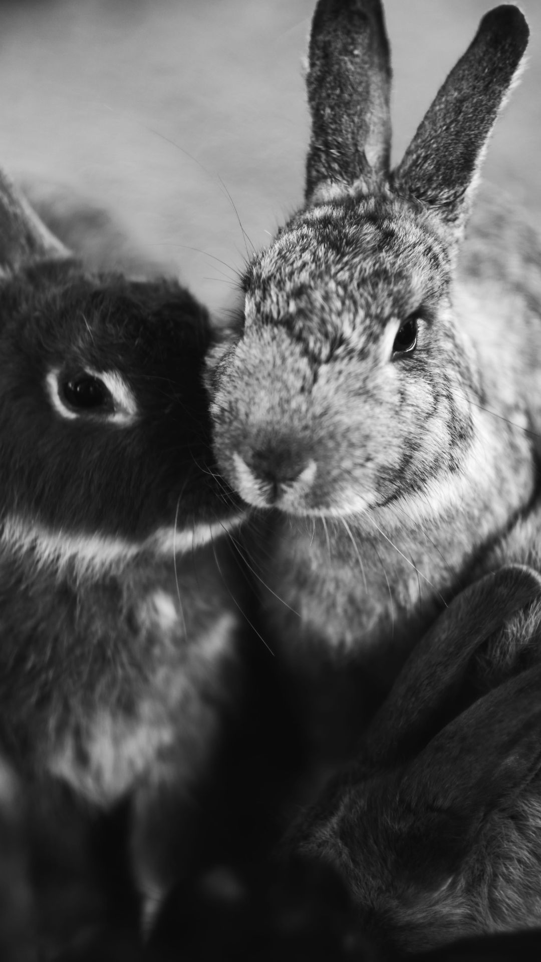 Rabbit iPhone Wallpaper