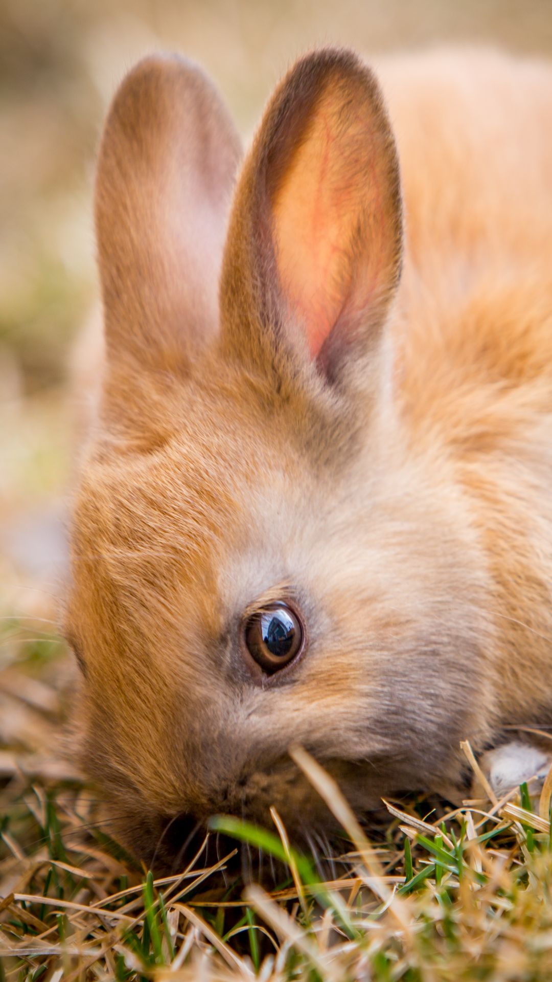 Rabbit iPhone Wallpaper