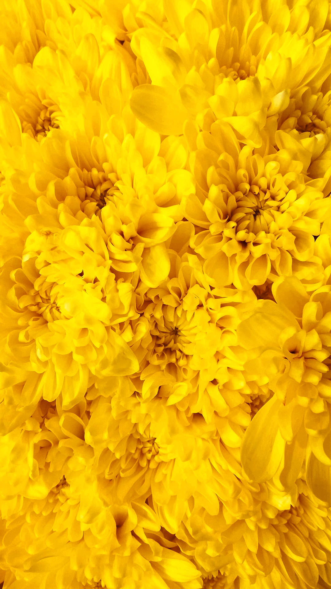 Yellow Flowers Home Screen Wallpaper