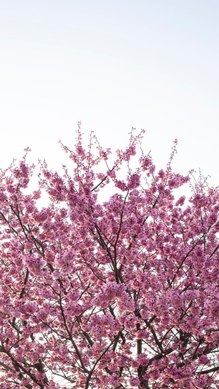 Aesthetic Spring Mobile Wallpaper