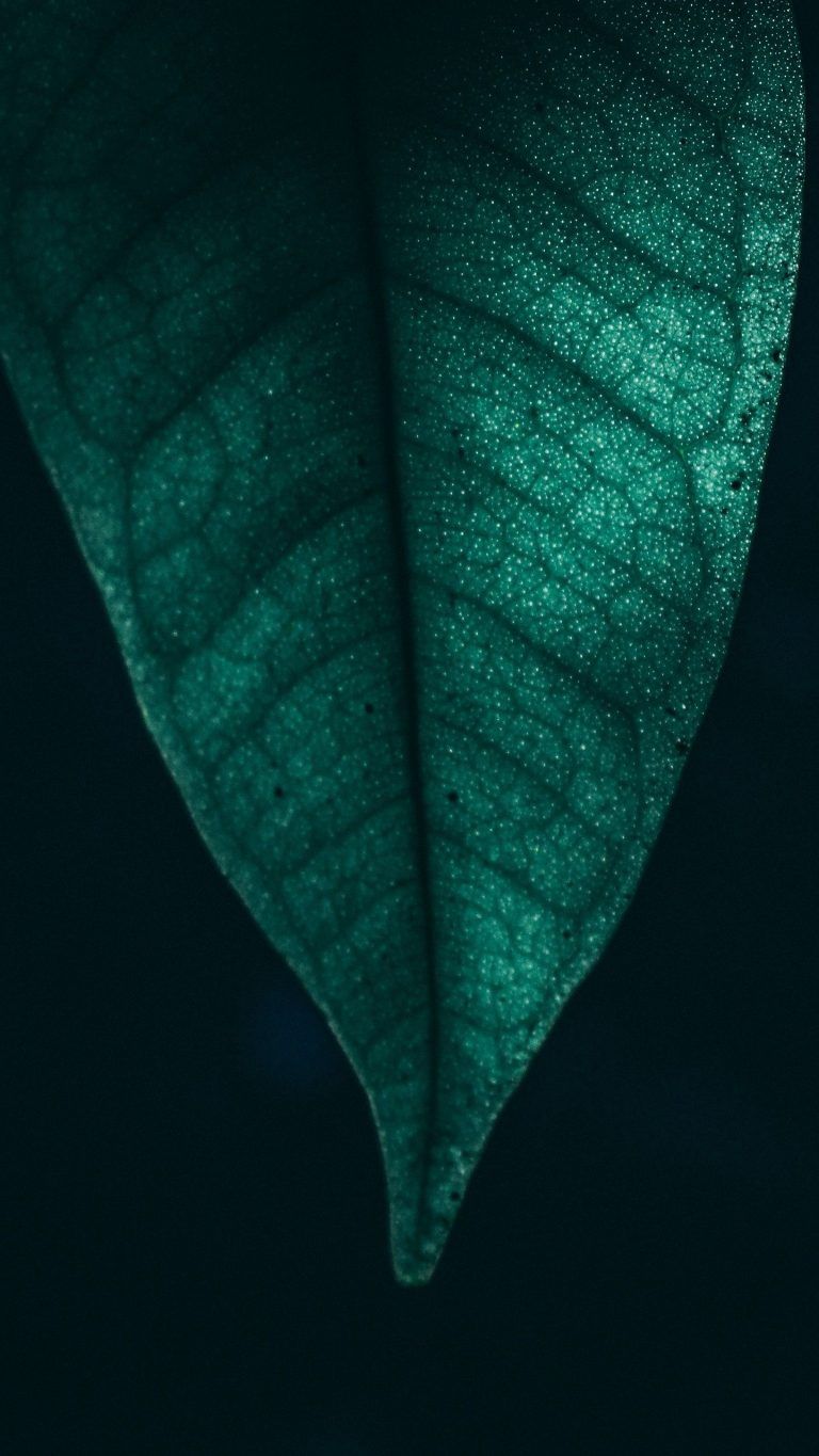Whatsapp Wallpaper. Leaves wallpaper