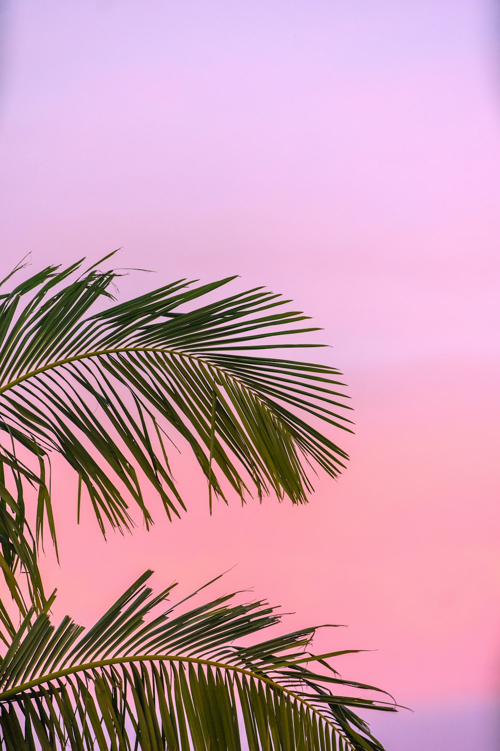 Palm Tree Wallpaper: Free HD Download
