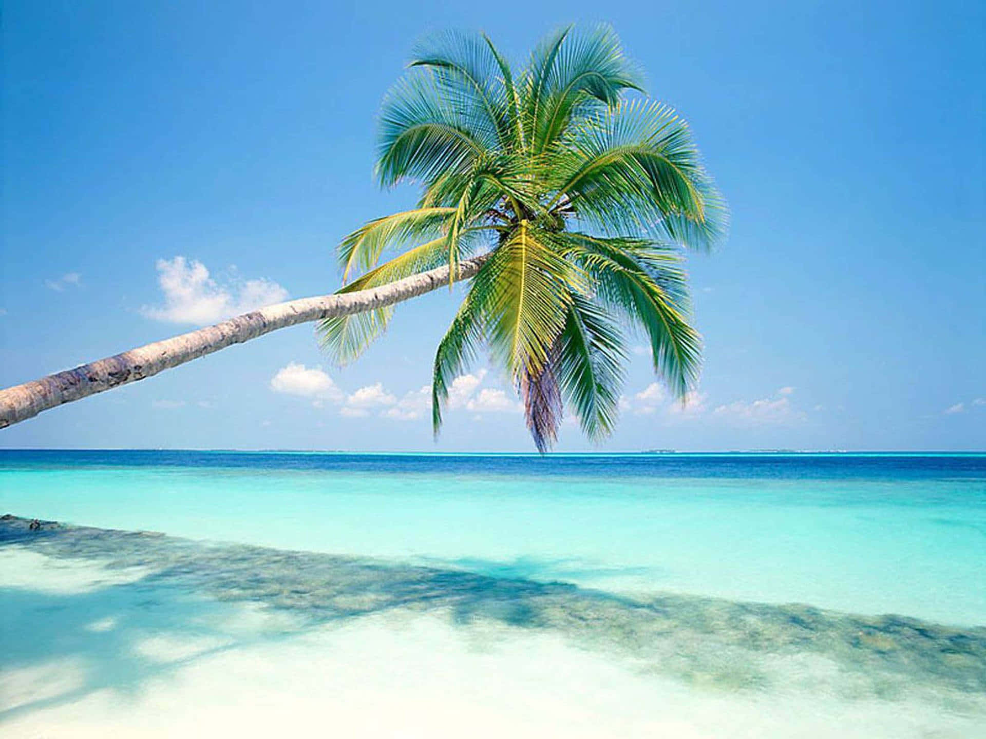 Download Palm Trees Beach Summer Vacation Wallpaper