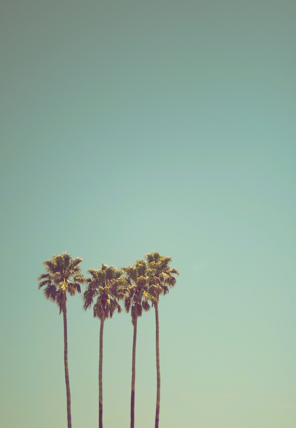 Palm Tree Wallpaper: Free HD Download