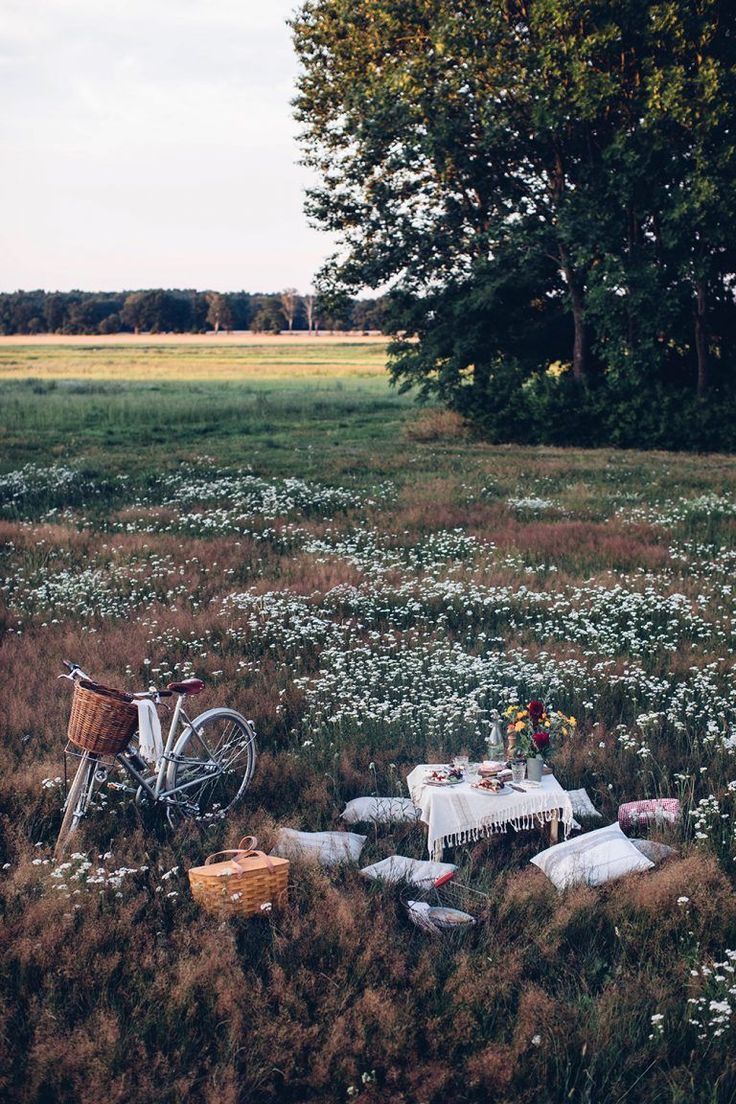 Summer Picnic in the Countryside