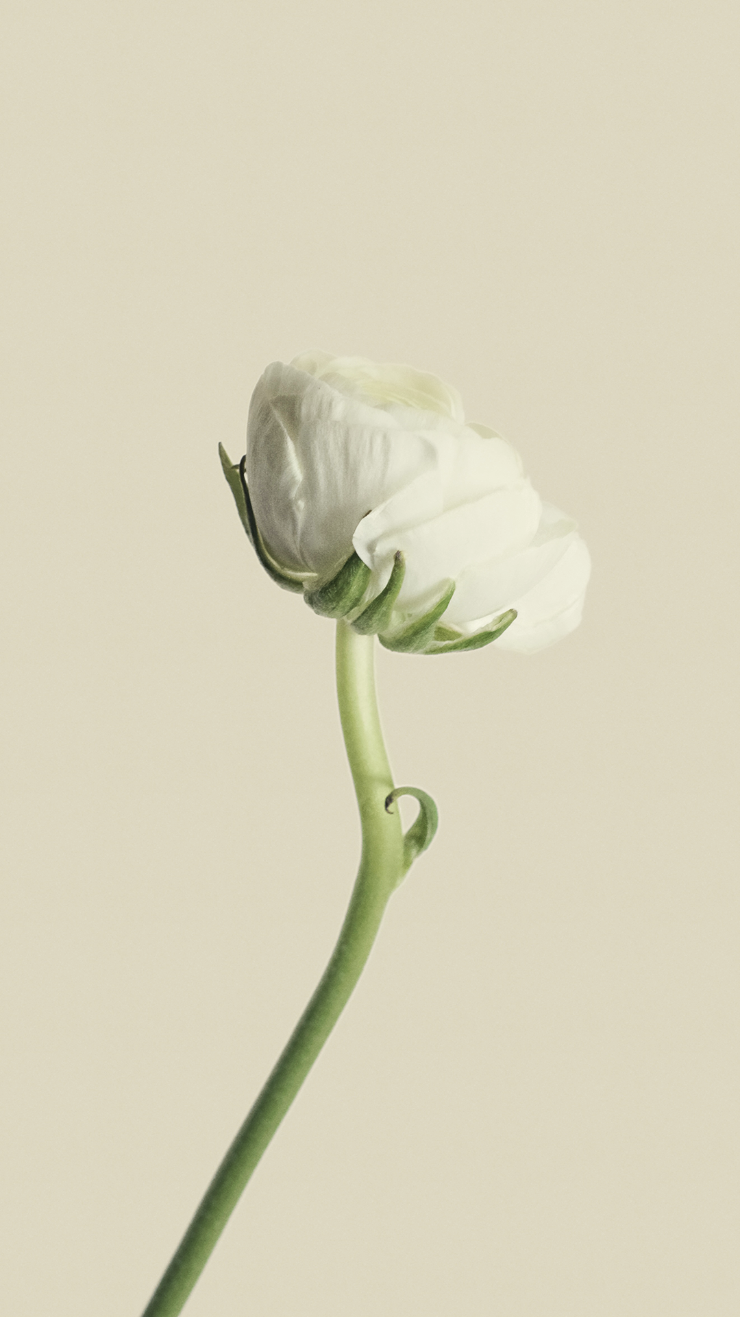 Simple White Flower Wallpaper 4K Phone