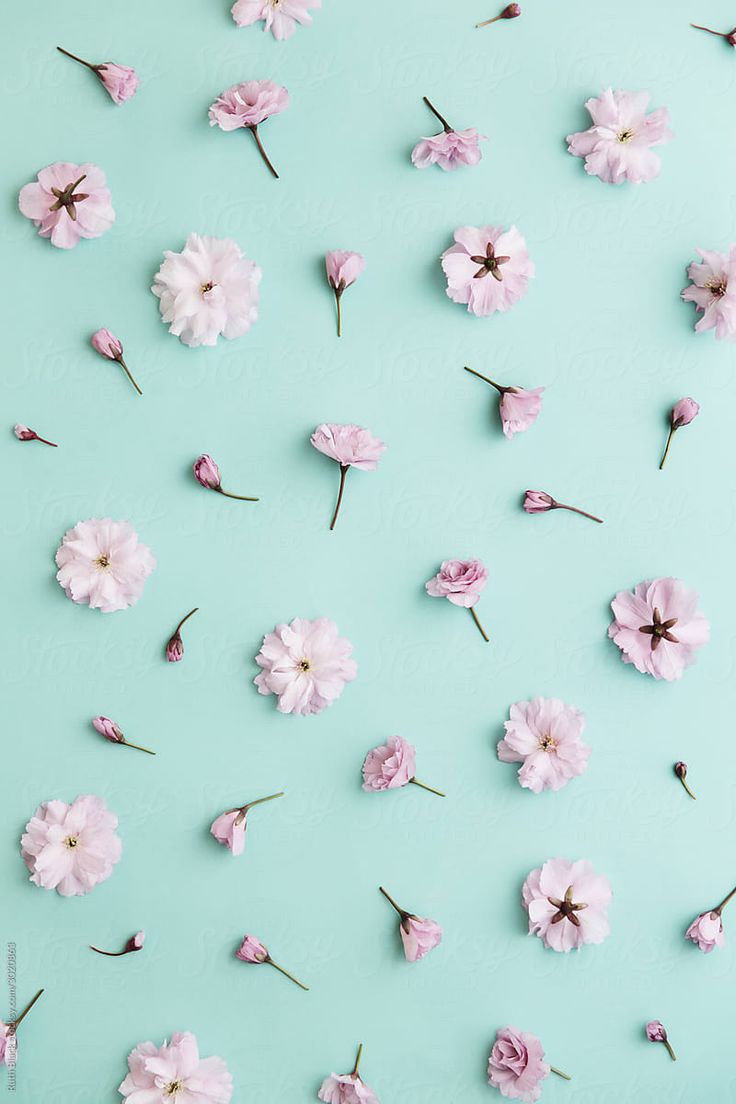 Cherry Blossom on Turquoise Background