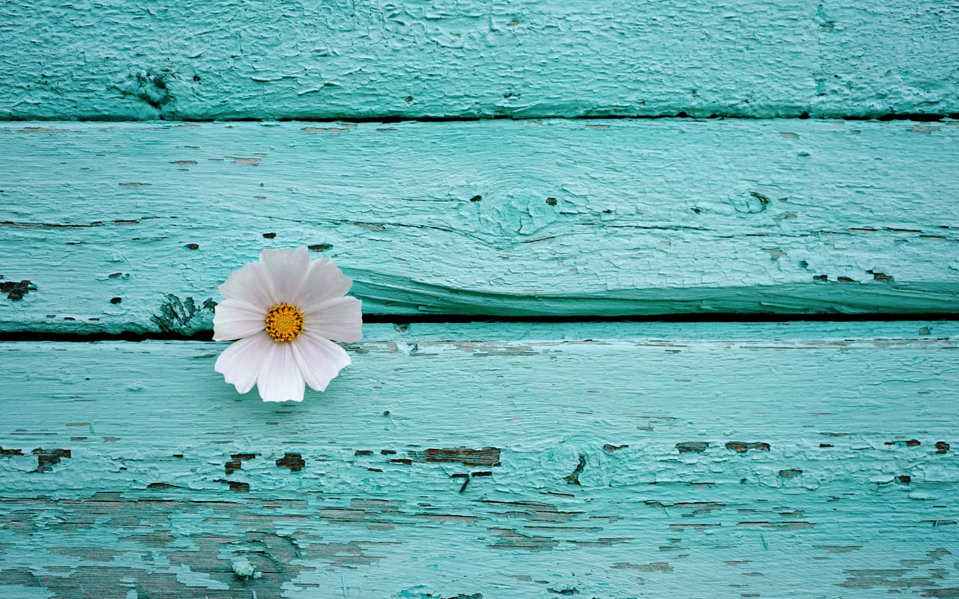 Turquoise Blue Wallpaper