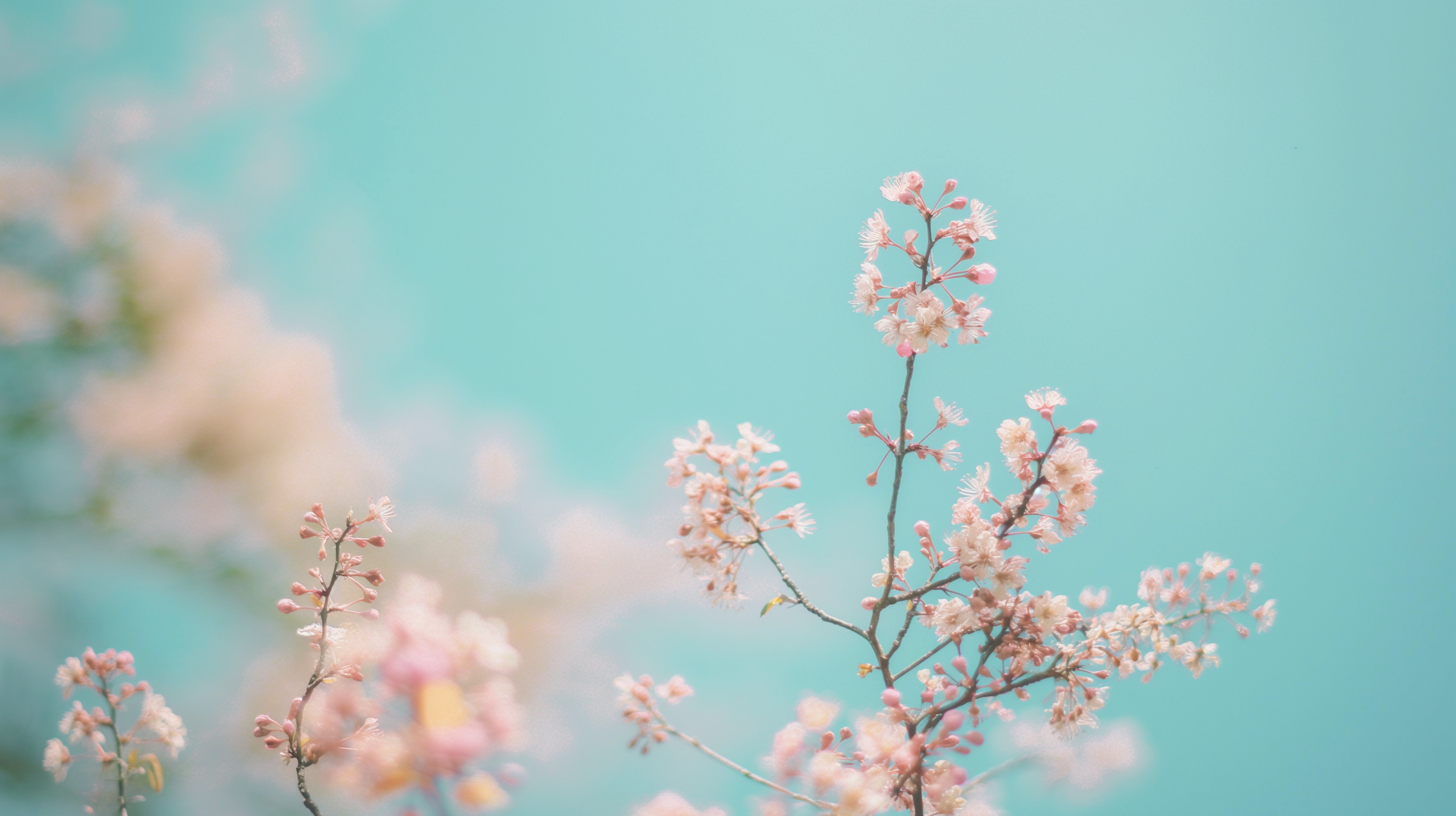 Pastel Blossoms Spring Wallpaper HD