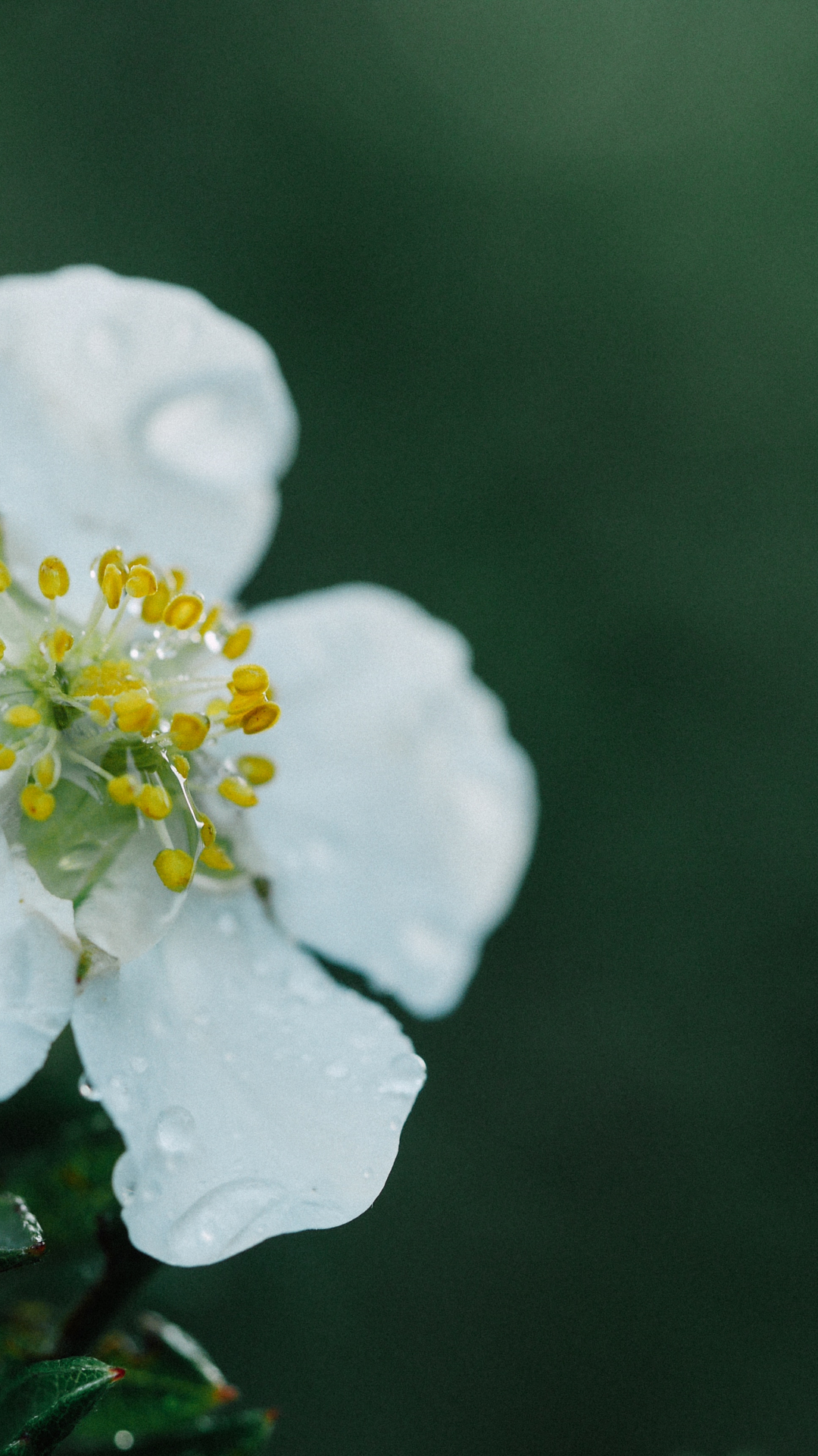 Rain, Nature iPhone Wallpaper