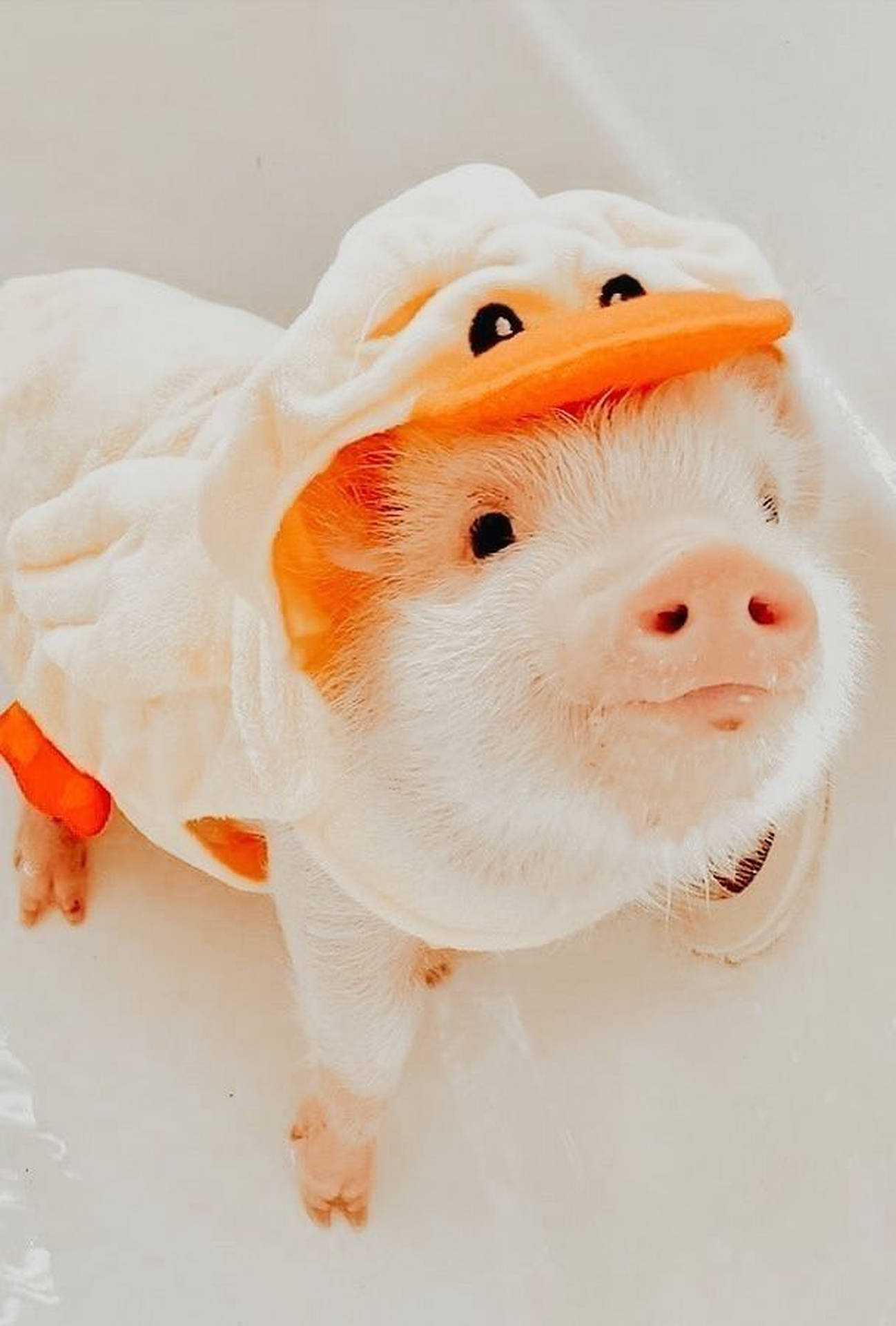 Download free Cute Pig Duck Costume