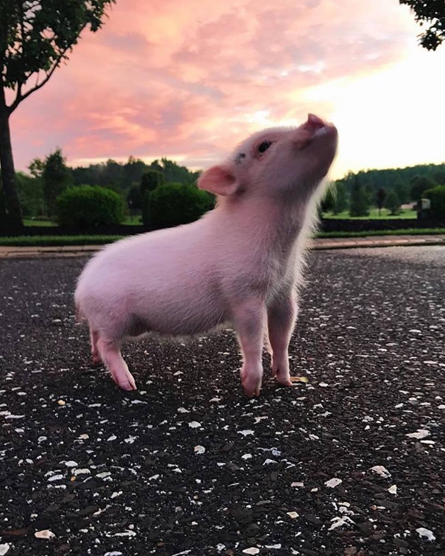 Download free Cute Pig Photography