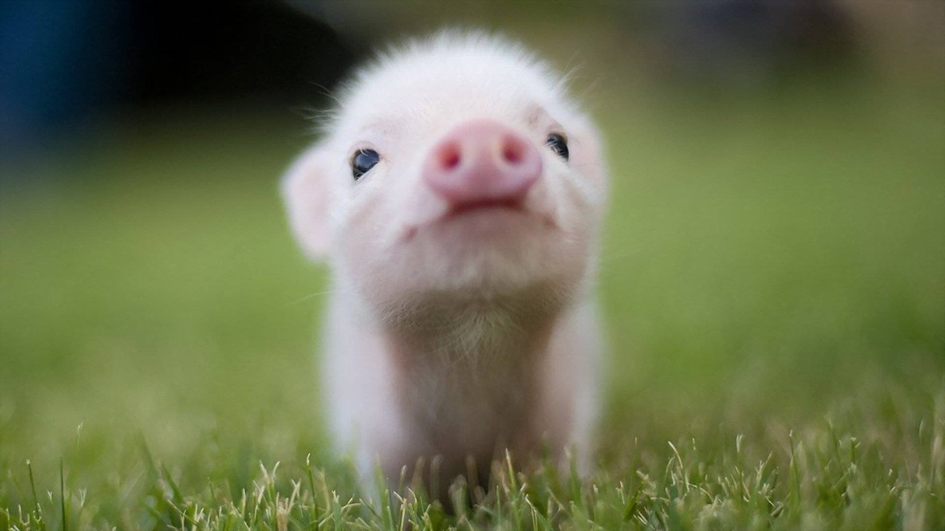 Cute Pig Wallpaper