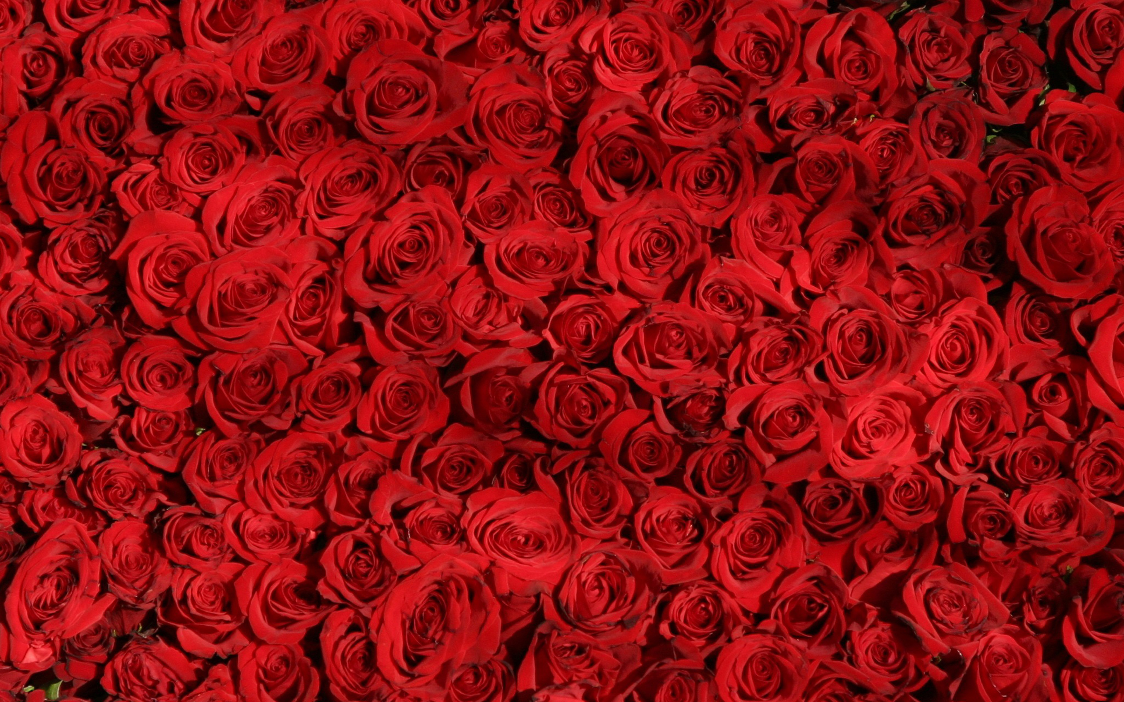 Rose Red Pattern Flower