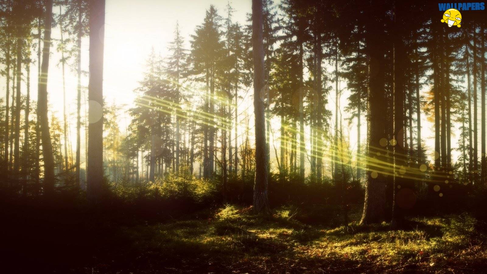 Magic forest wallpaper 1600×900