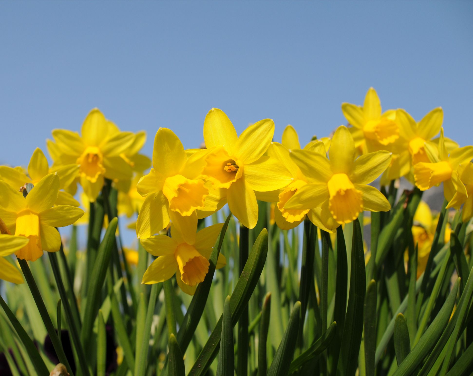 Best Early Spring Flowers