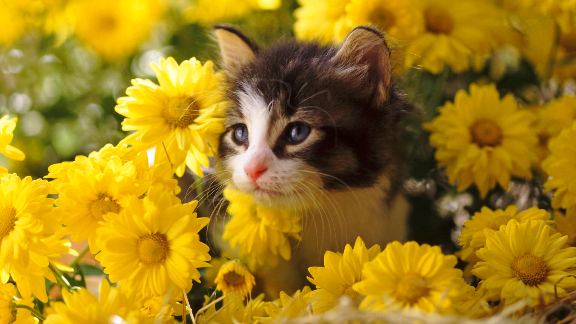 Download Cute Spring Kitten Wallpaper