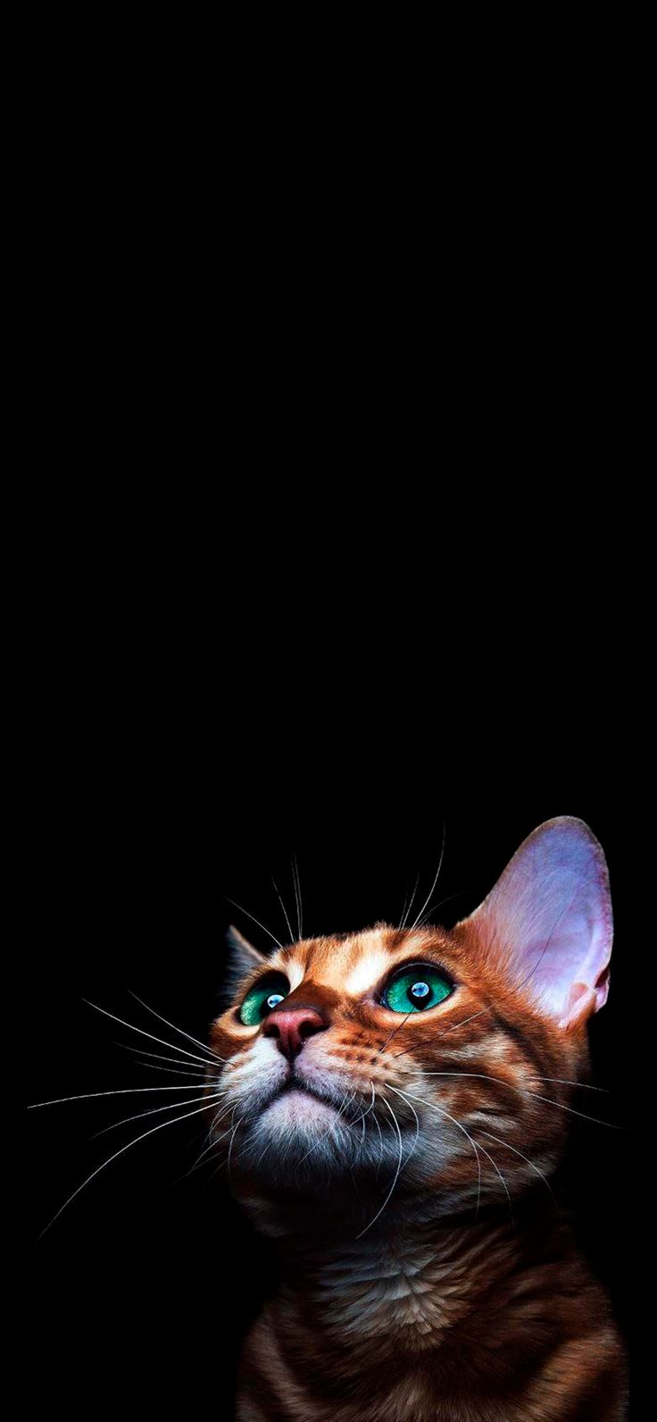 Orange Cat Black Background Wallpaper