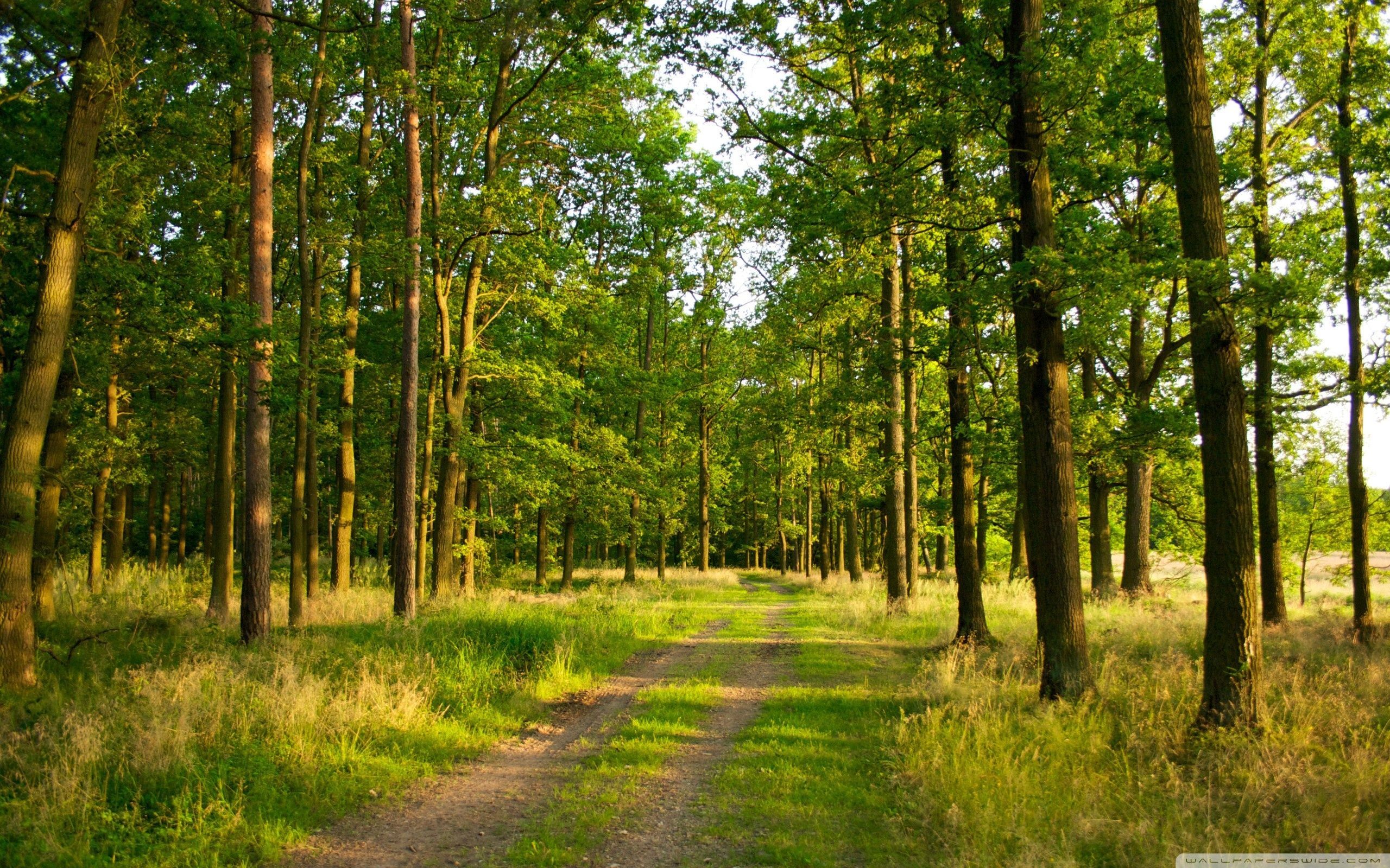 Summer Forest Wallpaper