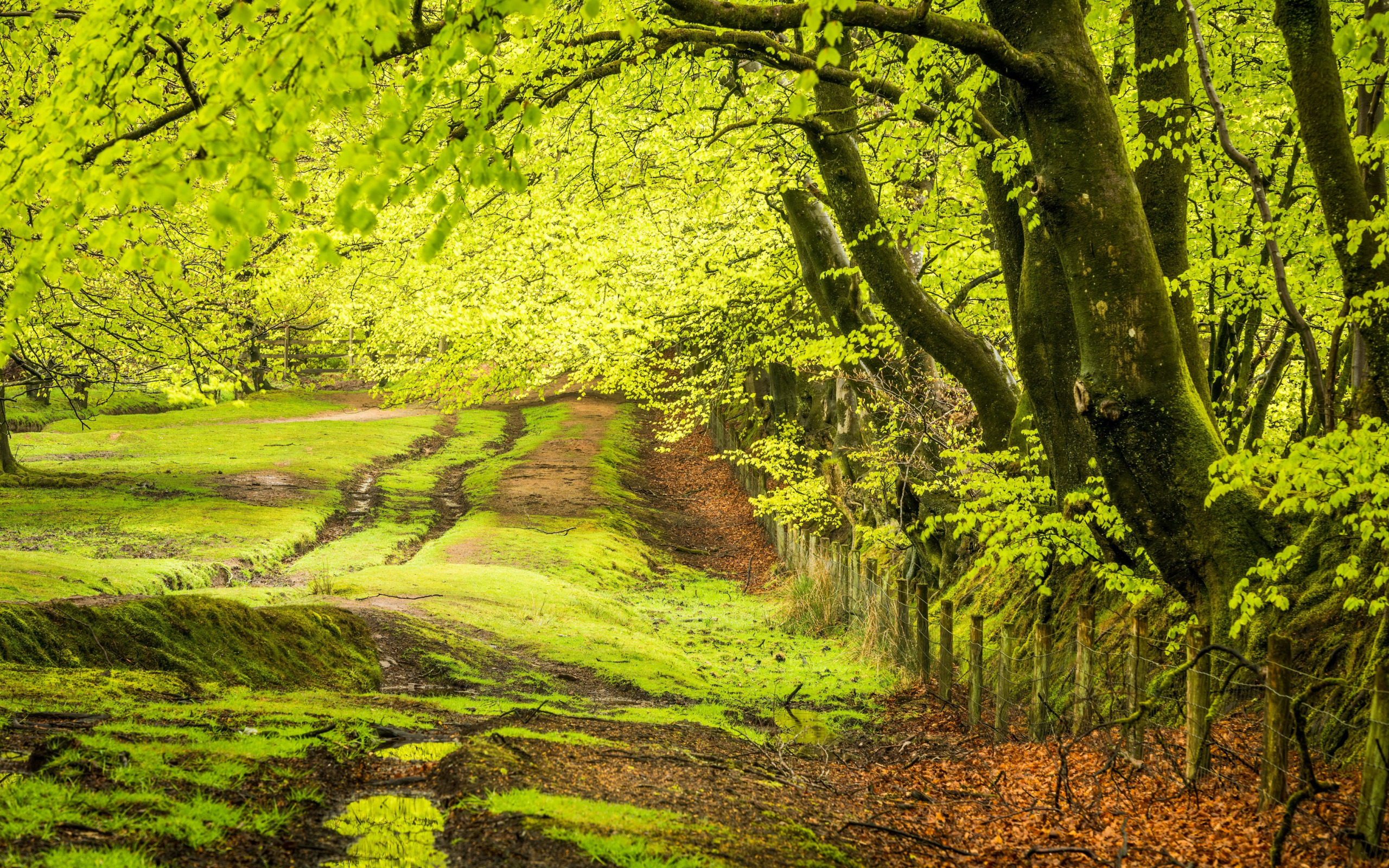 Download wallpaper summer, nature