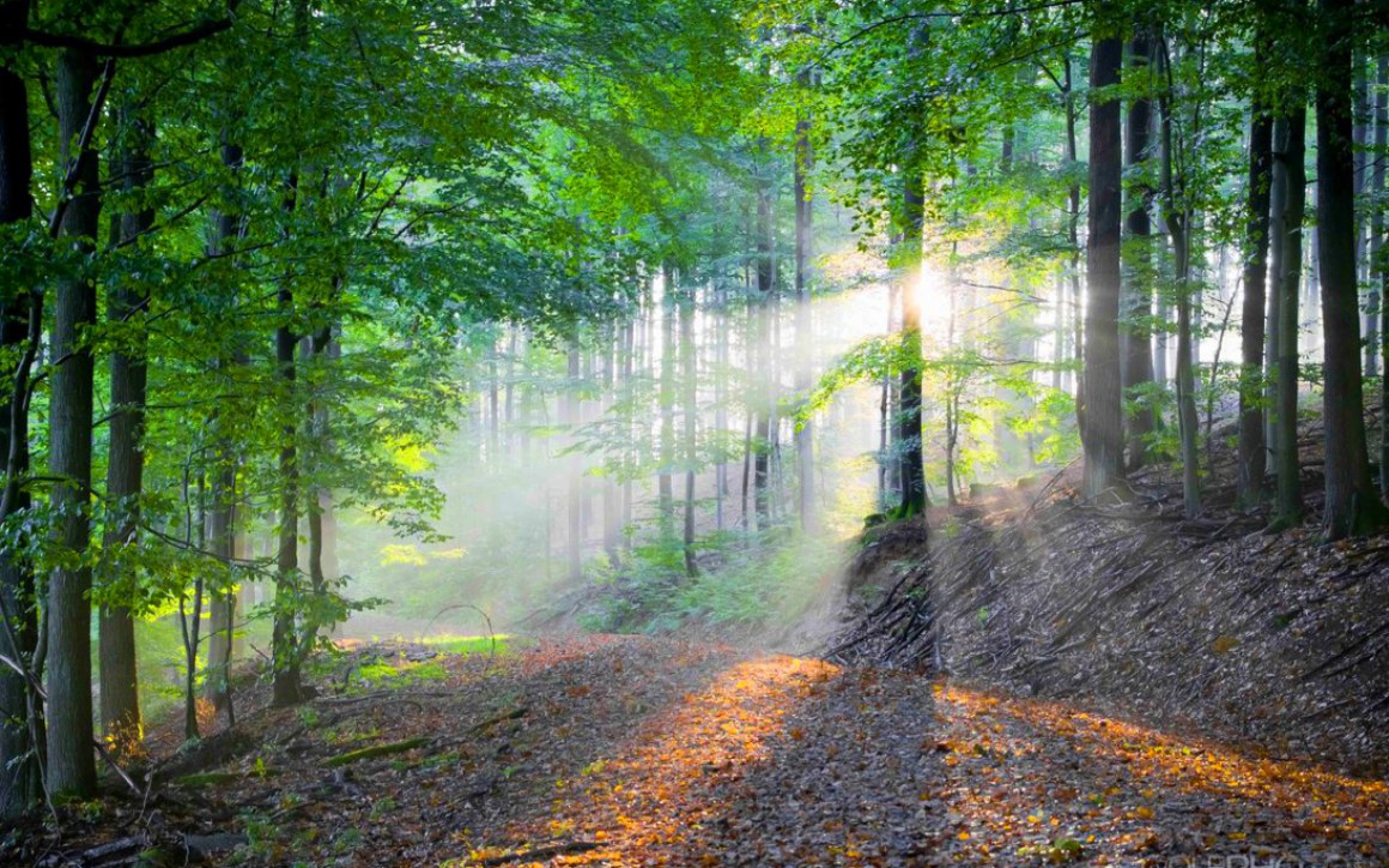 Nature Sunbeam HD Wallpaper