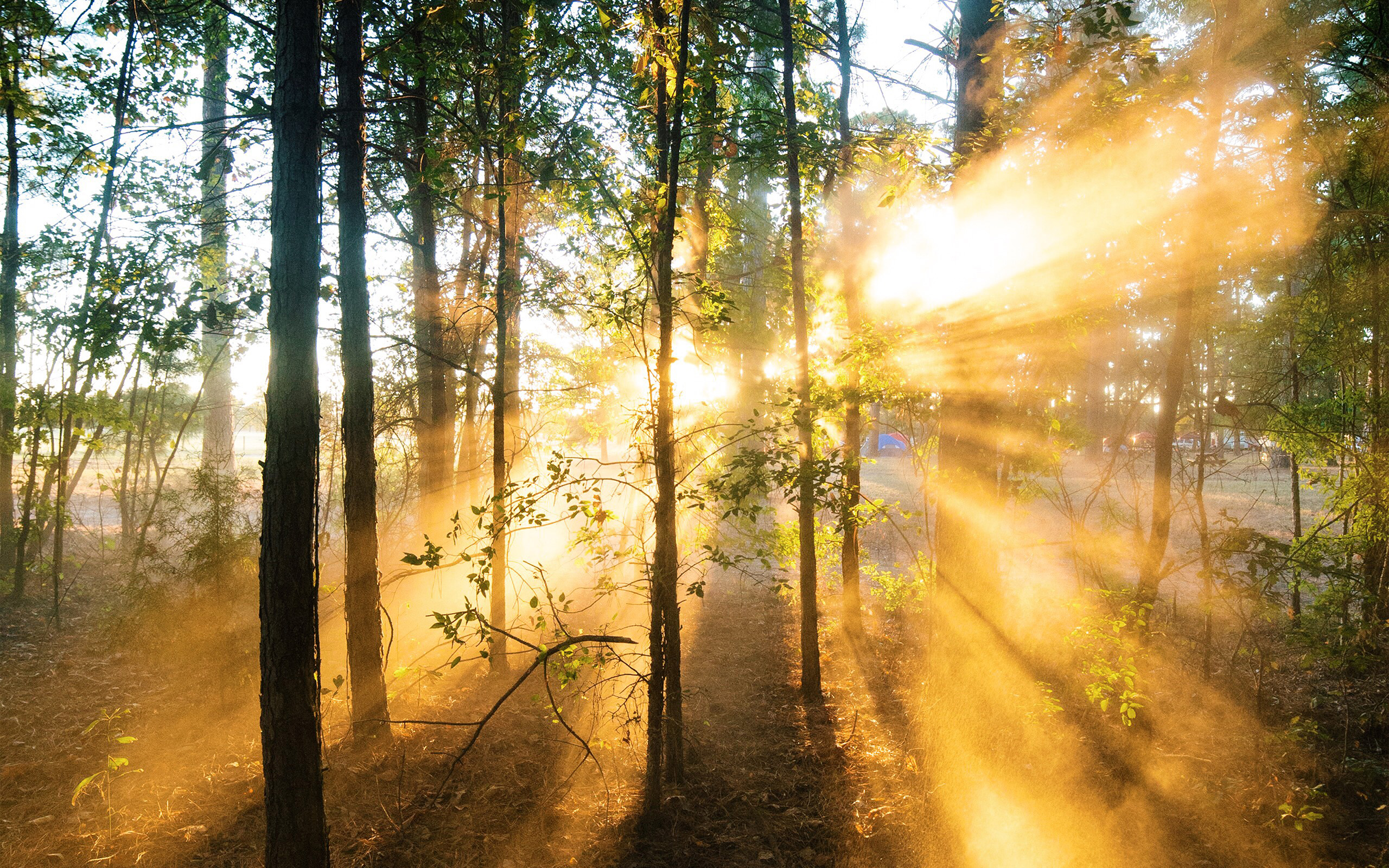 Forest Wood Light Sun Summer Nature