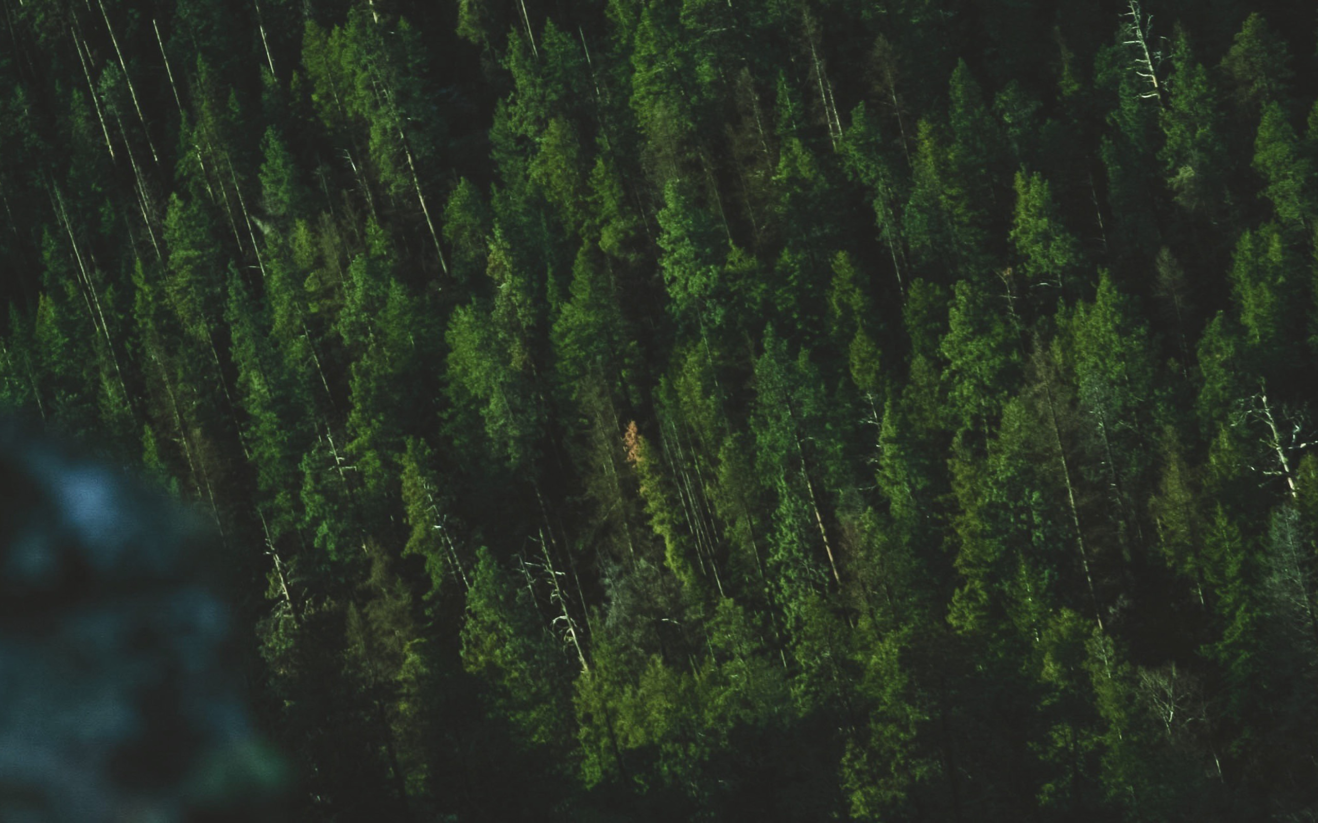 Wood Green Summer Mountain Nature