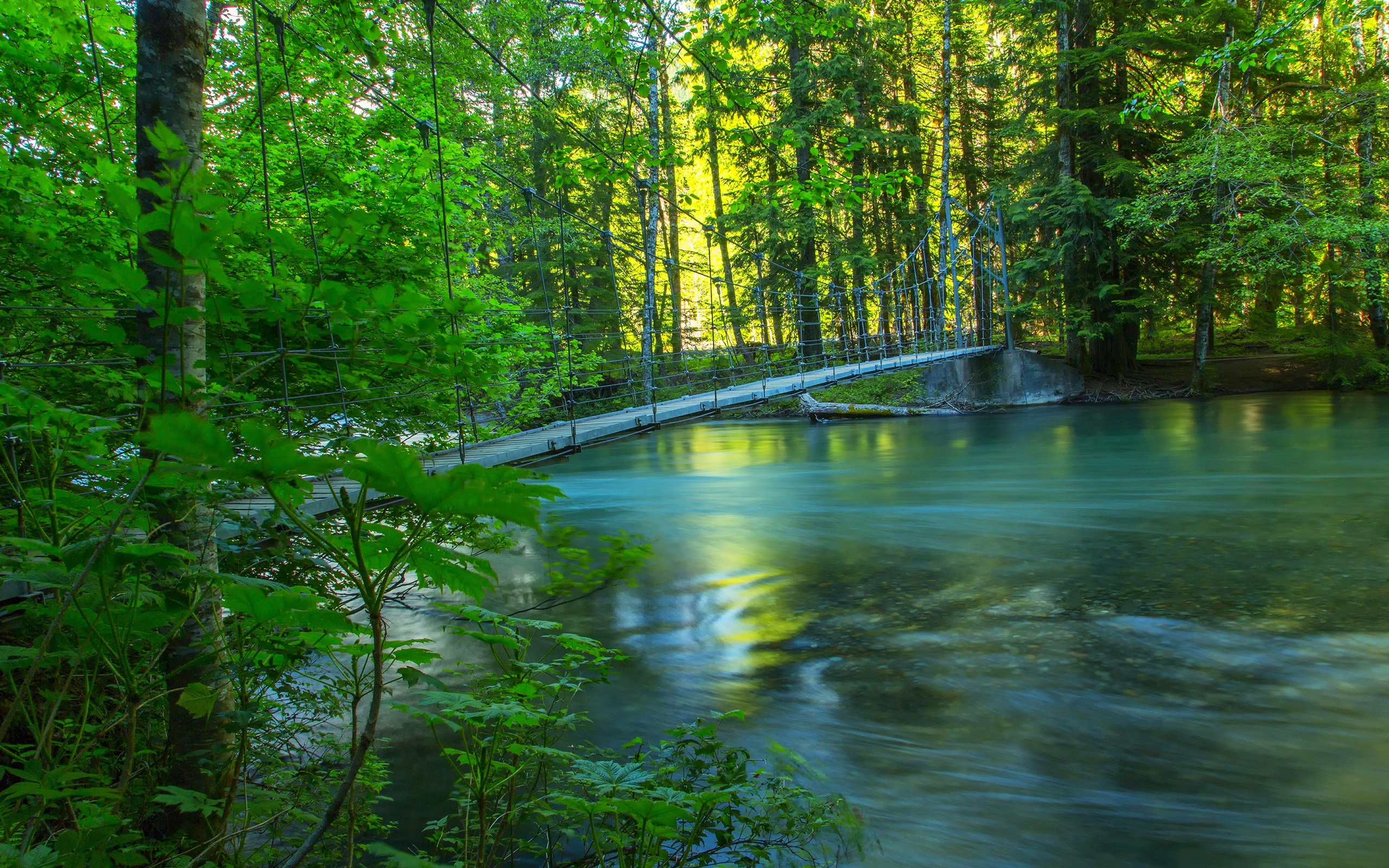 Wallpaper River, forest, bridge, summer