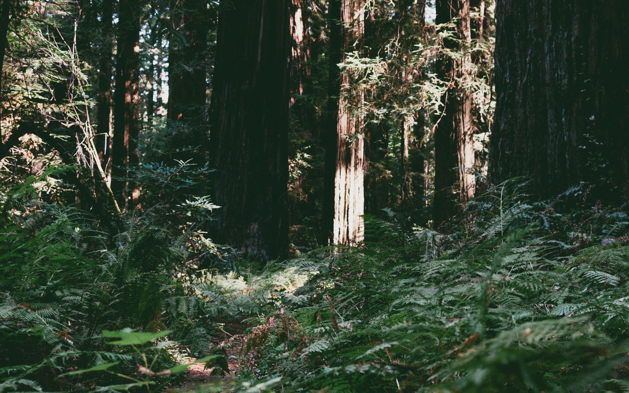 trees, forest, summer, light 4k