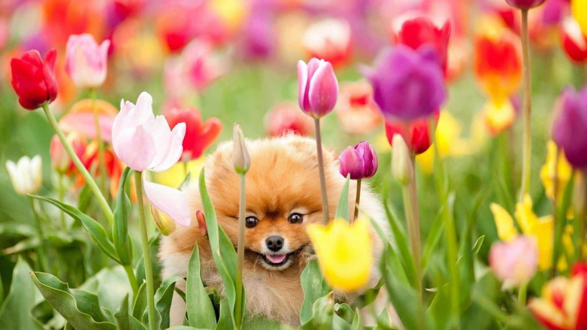 Download Cute Spring Desktop Tulip With