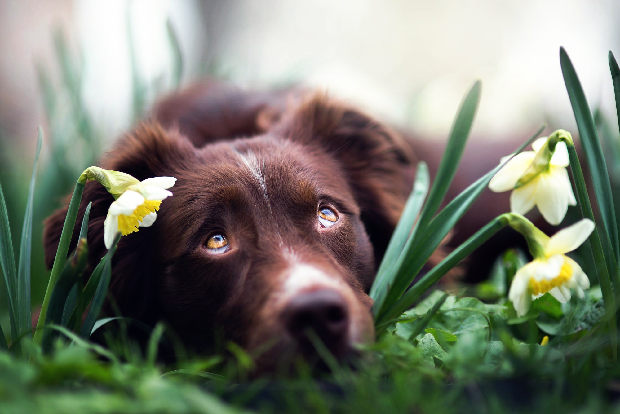 Wallpaper flowers, dog, daffodils