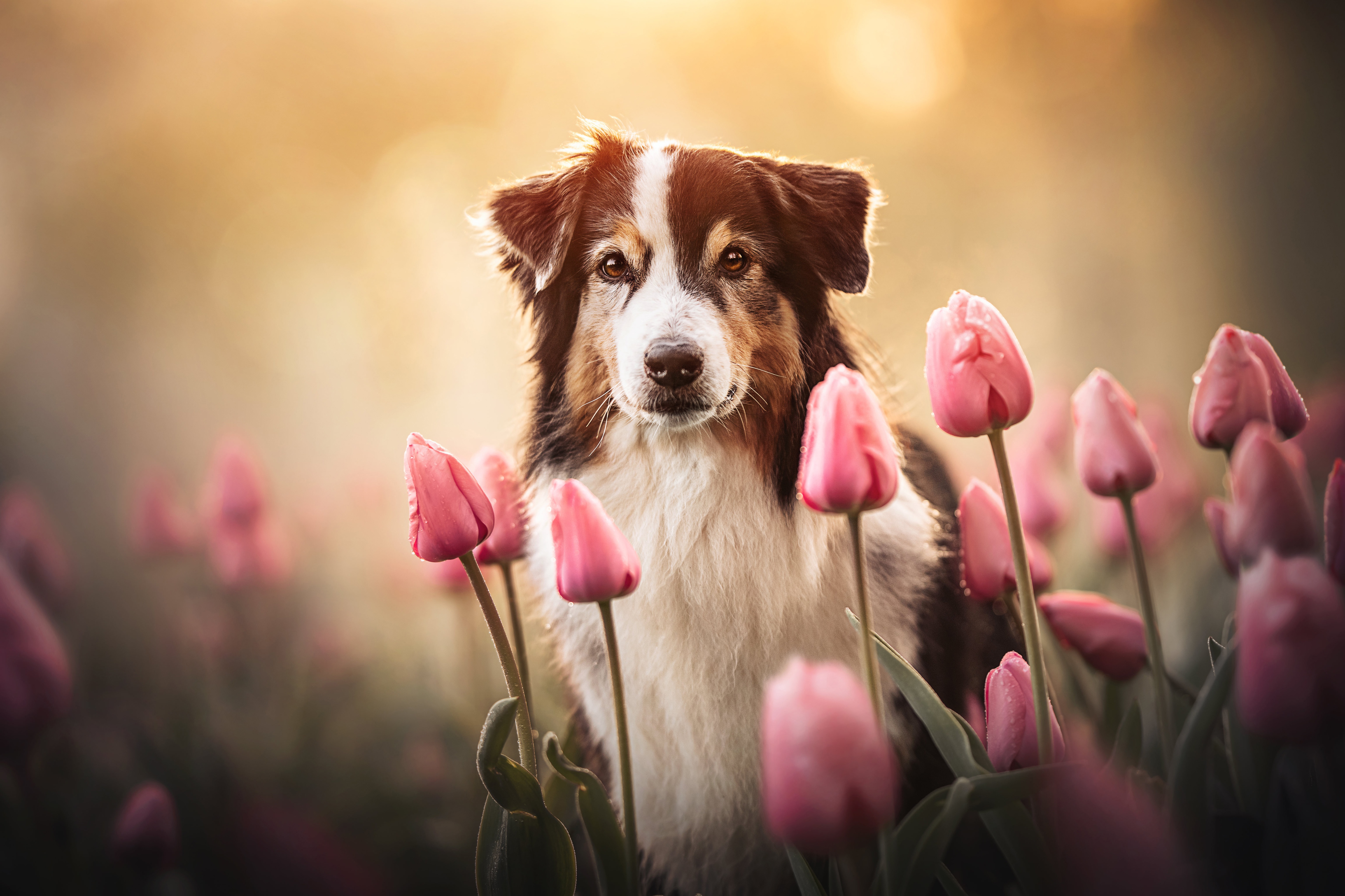 Wallpaper look, face, flowers, dog
