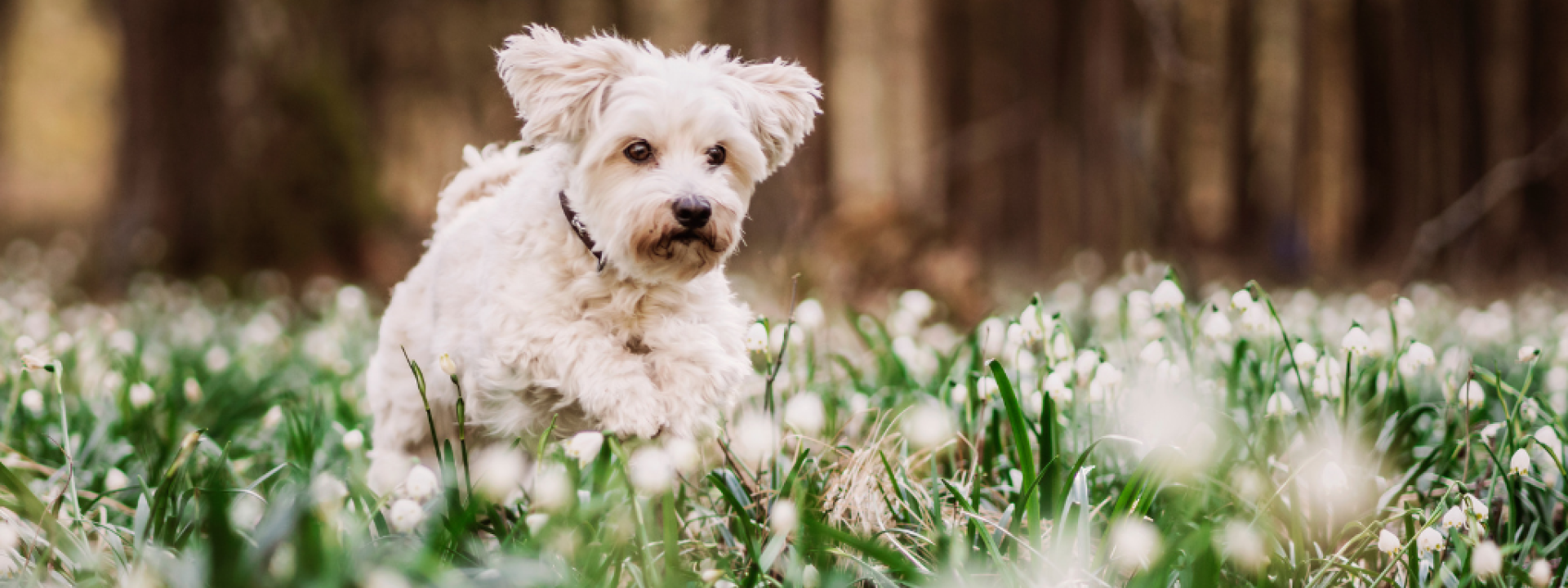 Spring Toxins My Dog