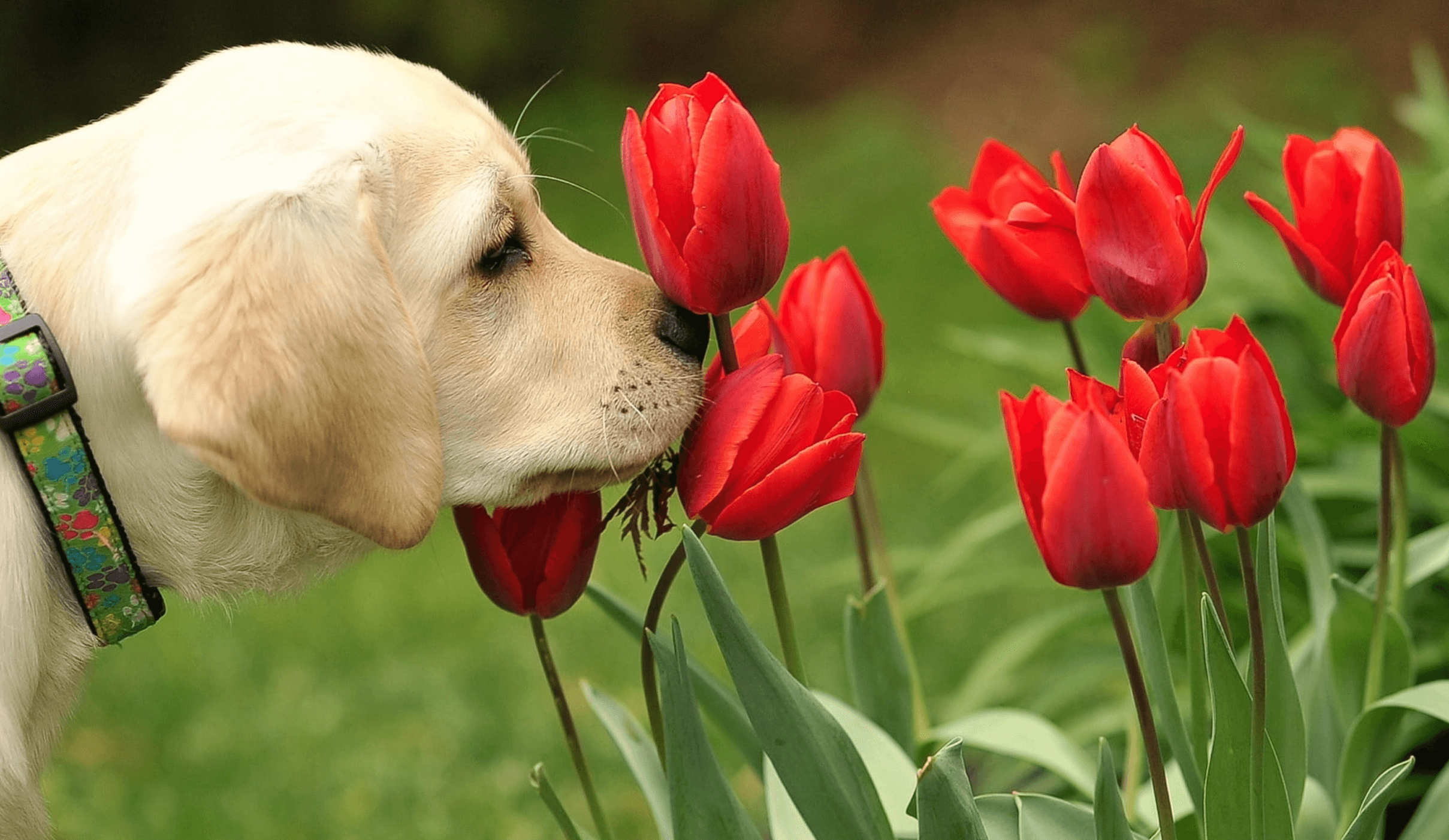 smell of dog excrement