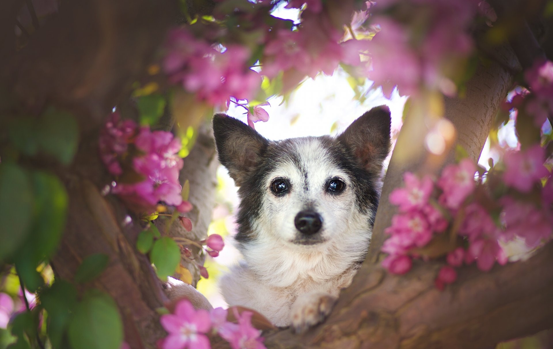 Dogs, Pink, Flower, Dog, Animal, Puppy