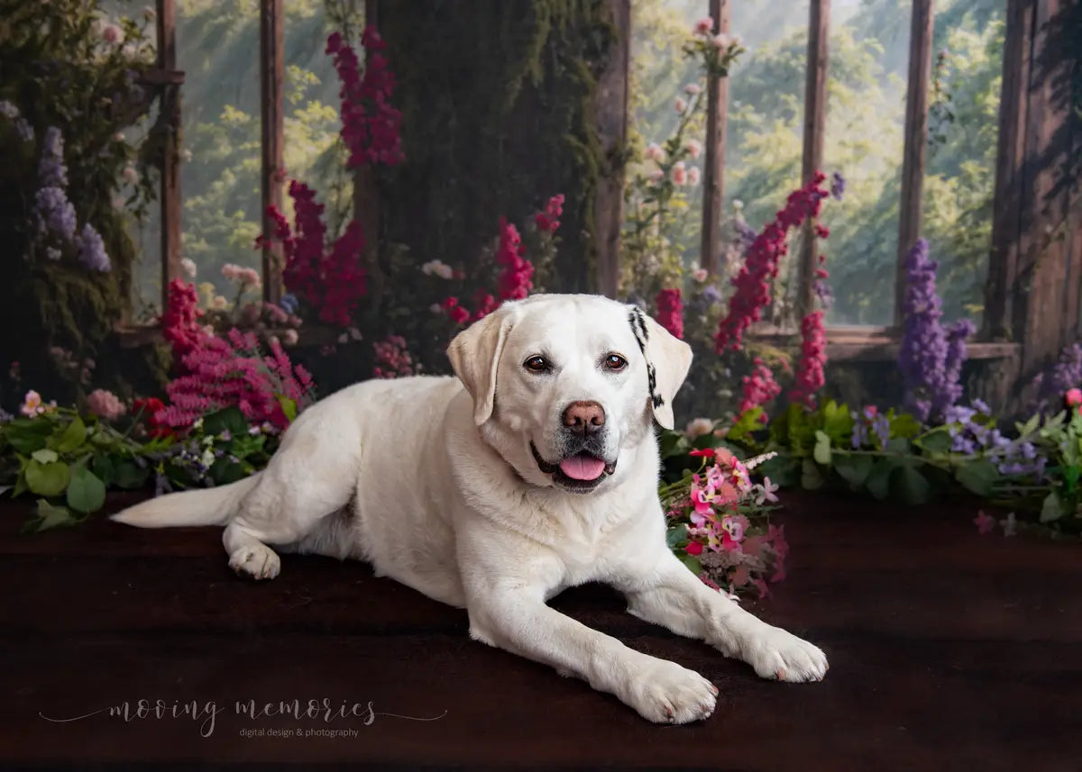 Kate Pet Spring Flowers Arch Window