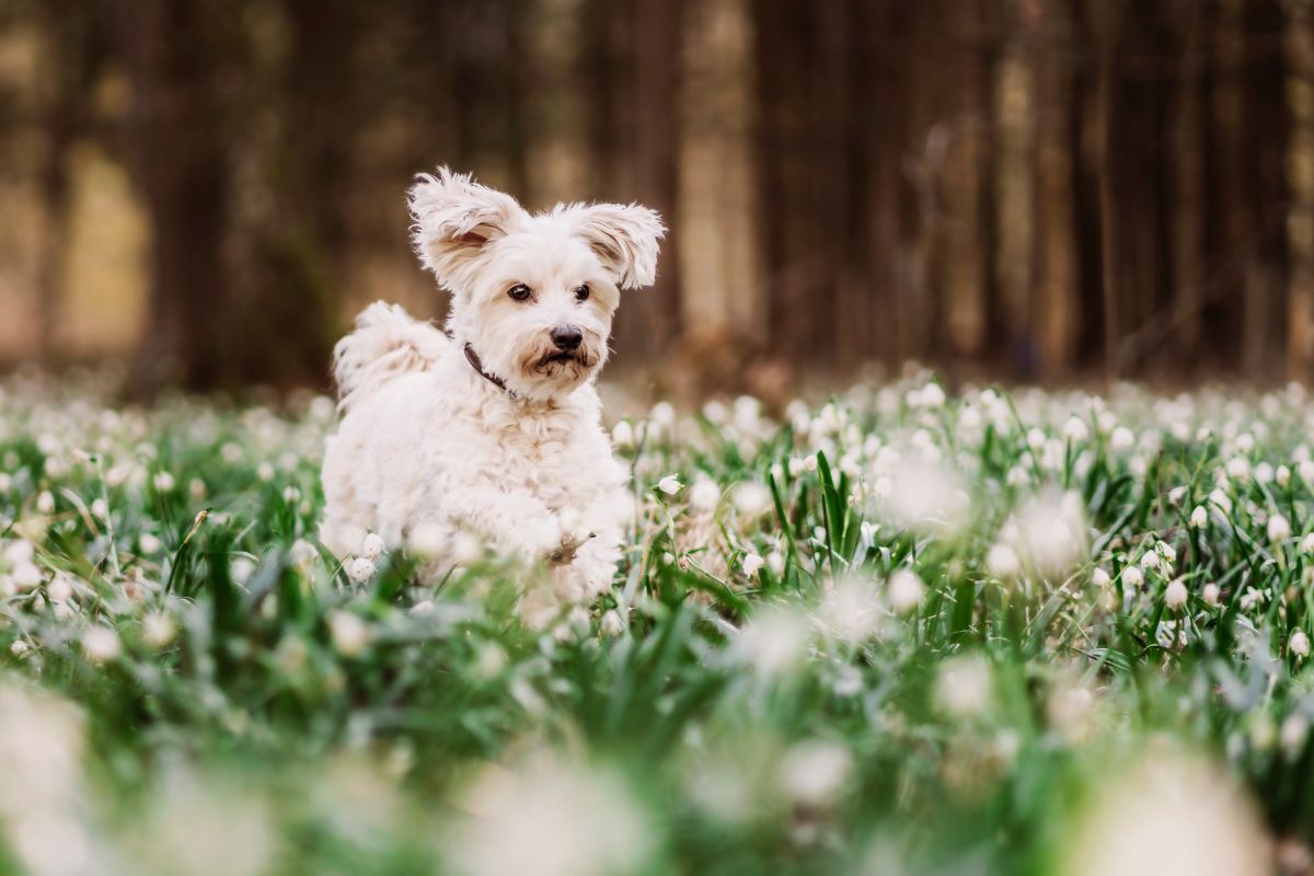 Dog Friendly Plants