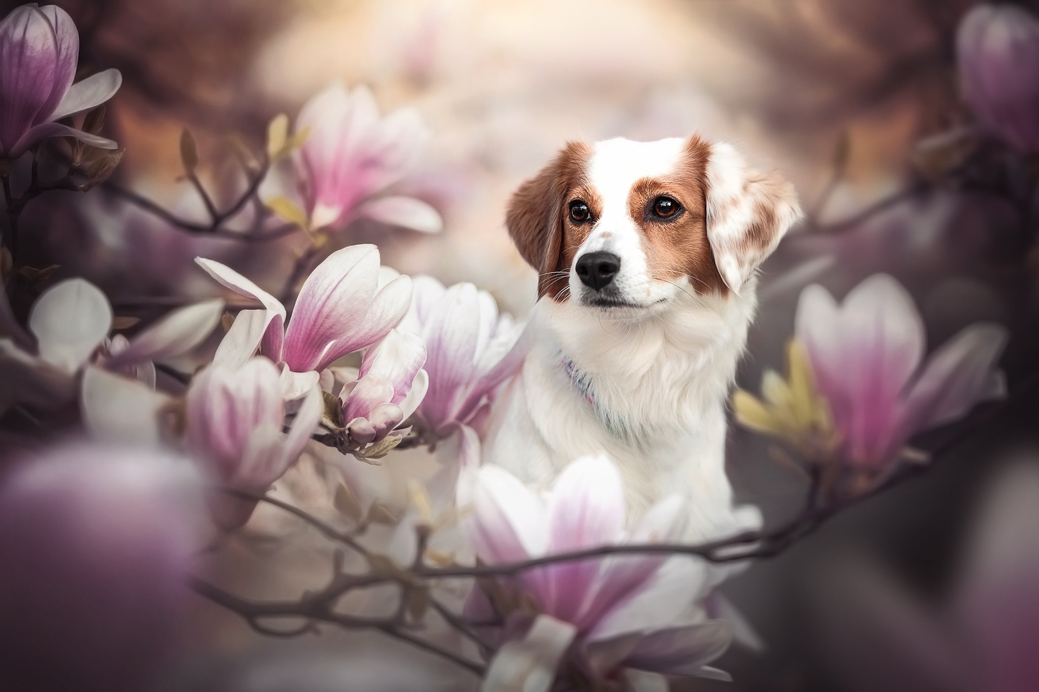 Animal Kooikerhondje HD Wallpaper
