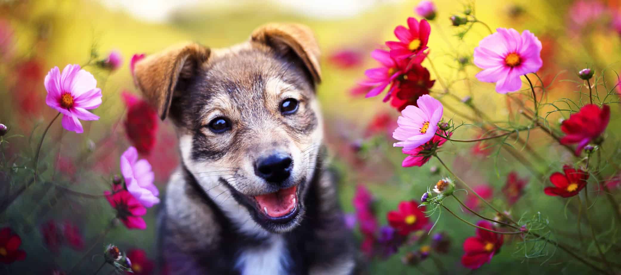 among pink daisies flowers in the Sunn