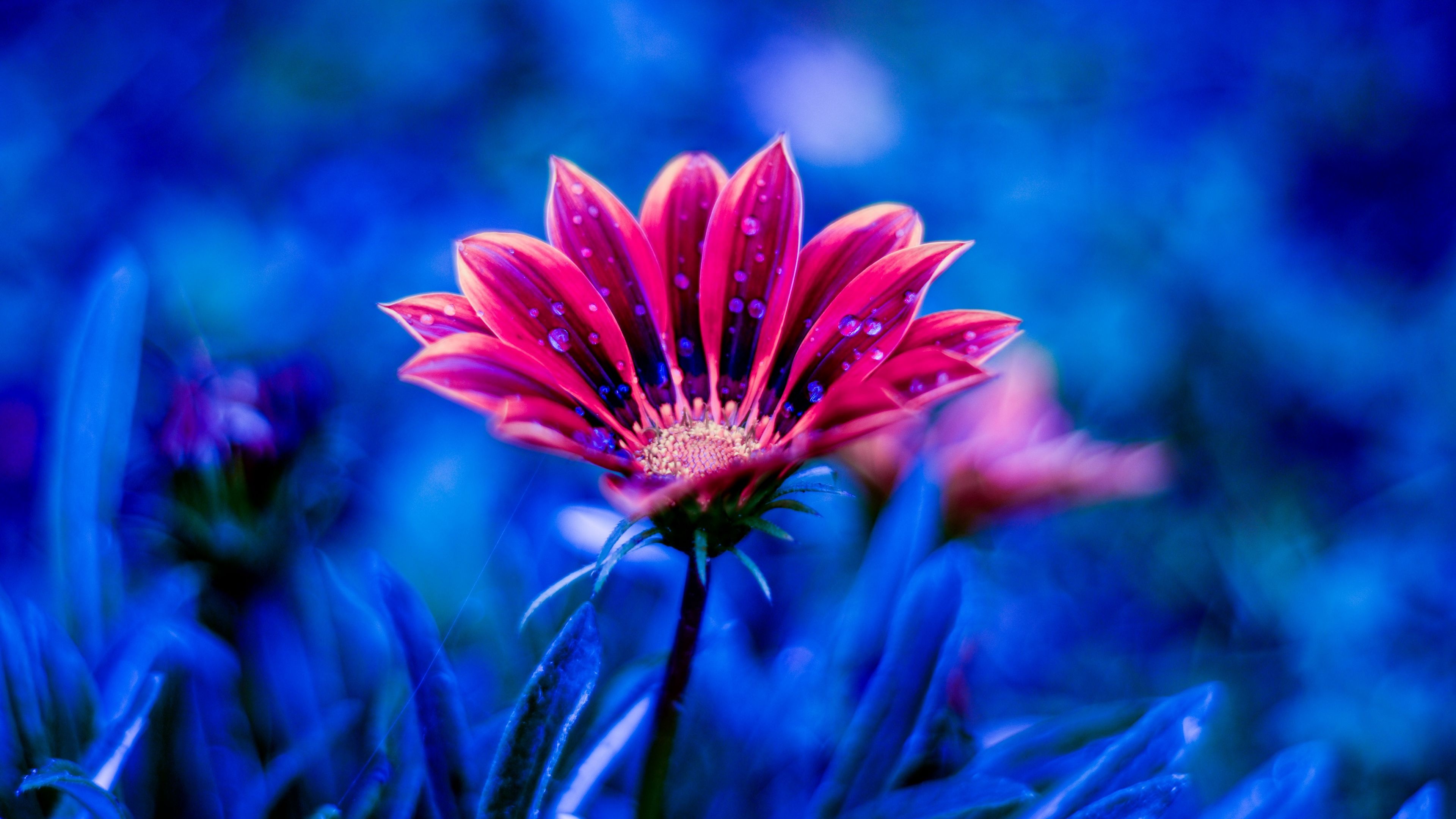 Flower Drops Petals Blue 4k