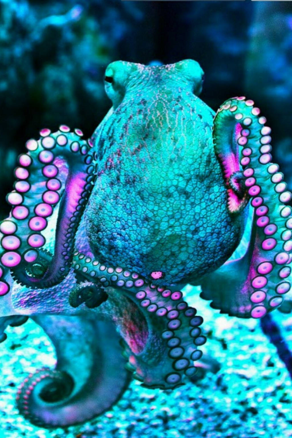 Free Octopus HD Wallpaper