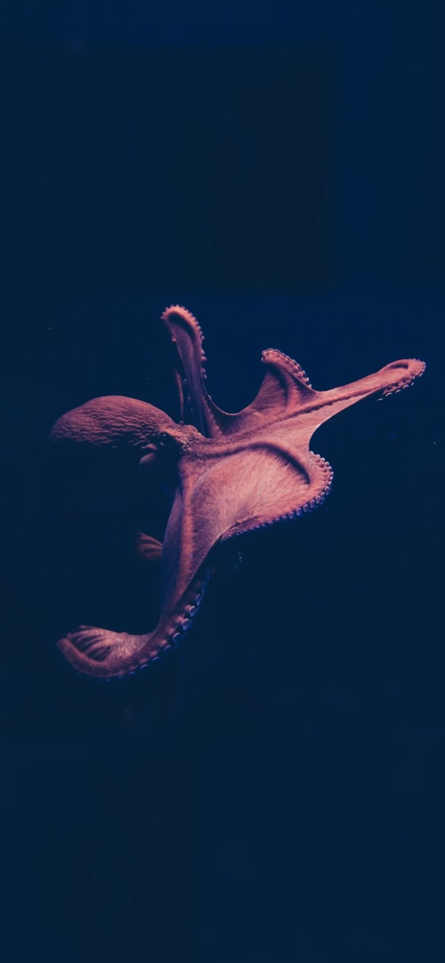 Gorgeous octopus wallpaper, r