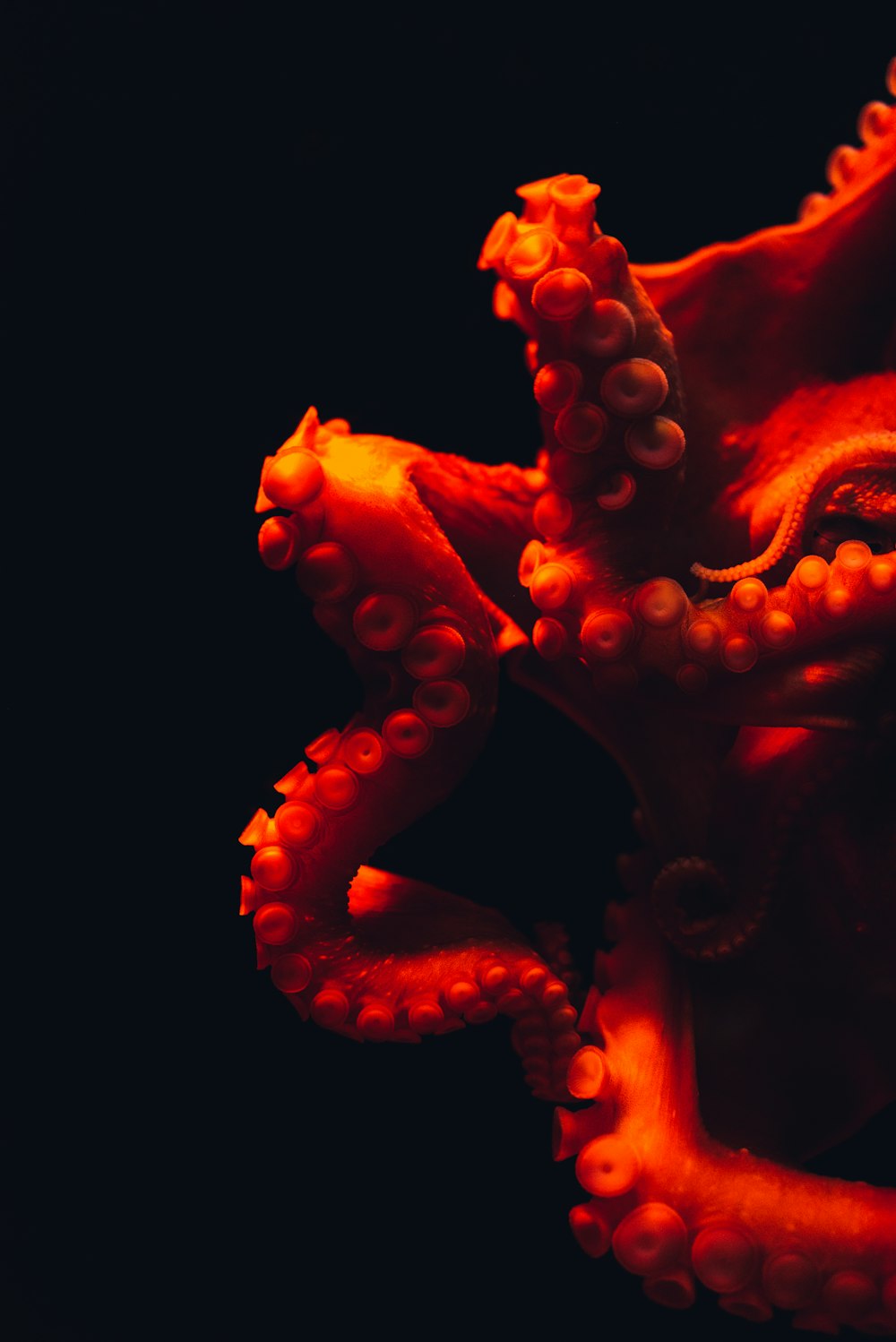 Octopus Picture [HD]. Download