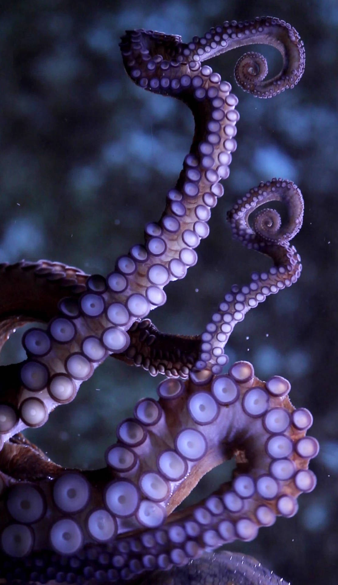 Download A tentacle of a live octopus