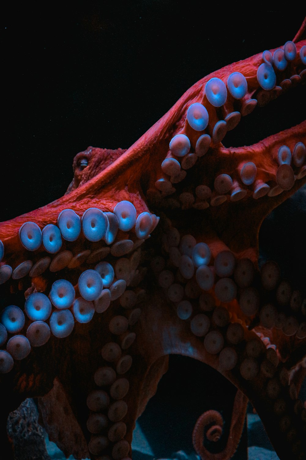 Octopus Picture [HD]. Download