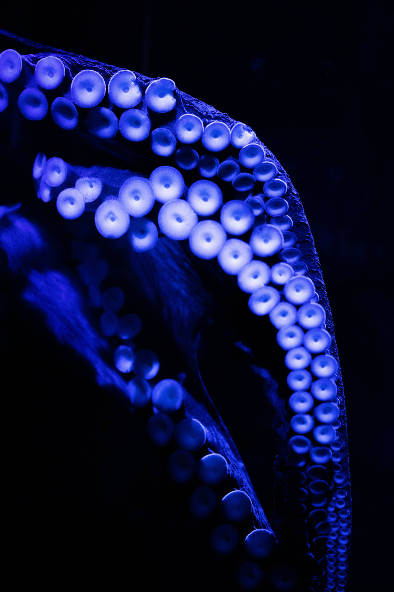 Download free Rich Blue Octopus