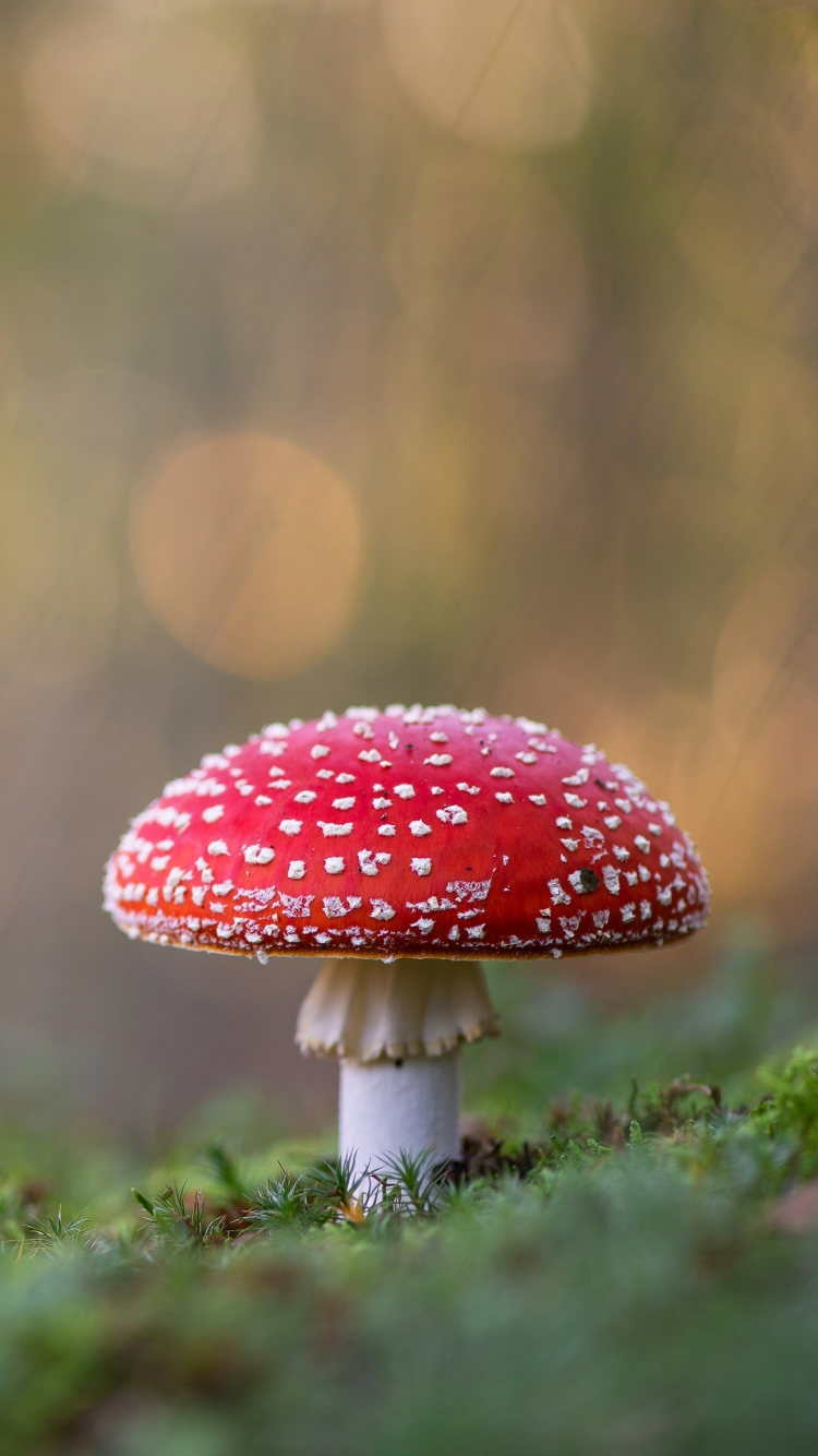 Mushroom Phone Wallpaper